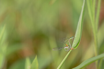dragonfly on a green leaf
