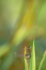 dragonfly on a green leaf