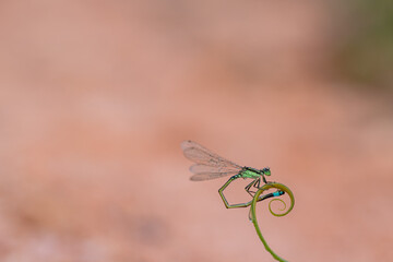 dragonfly on a green leaf