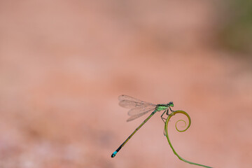 dragonfly on a green leaf