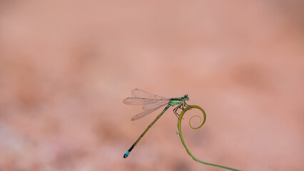 dragonfly on a green leaf