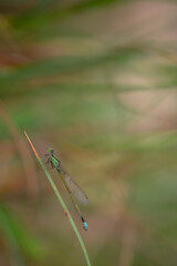dragonfly on a green leaf