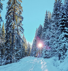 Fir trees covered with snow and snowy road in the winter forest. Beautiful winter background.