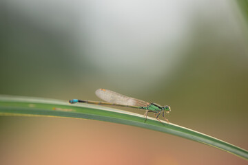 dragonfly on a green leaf