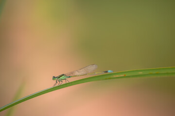 dragonfly on a green leaf