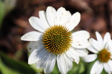 Fototapeta premium white daisy flower