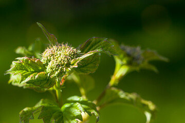 Viburnum buds. Viburnum. selective focus.