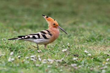 Close up of a beautiful eurasian hoopoe (Upupa epops) on the grass of a green field with flowers....