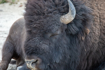 Sleeping Bison