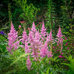 Blooming Tawuła in the home garden.