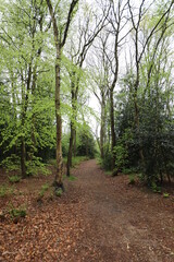 Spring forest with a wide dirt road and the first spring leaves. Spring is coming.