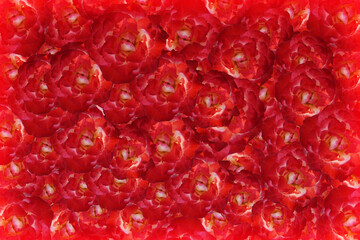 texture red roses flower background, nature, banner, template, name card, object, decor, copy space