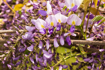 Spring pink flower Visteria in the garden
