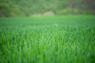 Grass on the field during sunrise. Agricultural landscape in the summer time