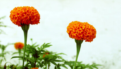 Marigold Yellow Flower click by Clickerz Soul