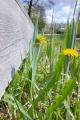 Dandelions grow at the side of a wooden one in a botanical garden