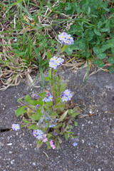 Flowers grow on asphalt in park