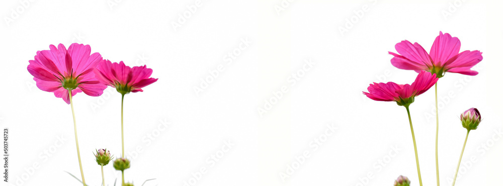 Wall mural isolated pink cosmos flower on white background.