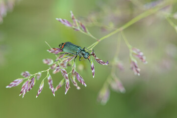 Malachius bipustulatus - Malachite Beetle - Malachides à deux points - Malachie à deux taches