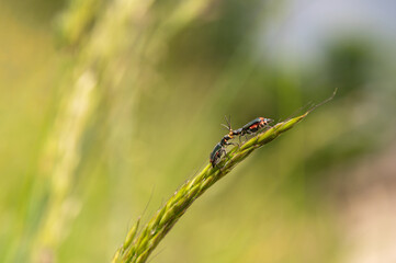 Malachius bipustulatus - Malachite Beetle - Malachides à deux points - Malachie à deux taches