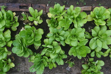 Mustard greens thrive in the garden