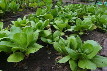 Mustard greens thrive in the garden