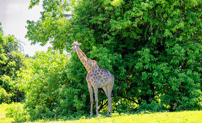 a giraffe stands in the shade of a tree - obrazy, fototapety, plakaty