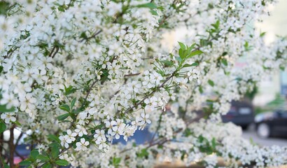 White apple flowers on fruit tree branches in sunny spring weather