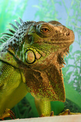 Portrait of a green iguana