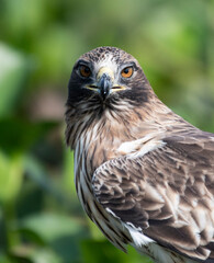 Booted eagle bird hd photo