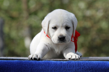 nice yellow labrador puppy playing at the park in autumn