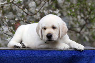 the nice yellow labrador puppy on the blue background