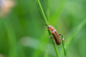 Cantharis livida - Téléphore livide