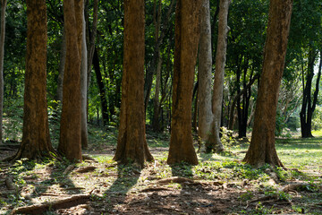 Obraz premium tree in the forest