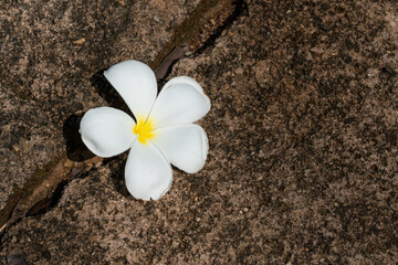 frangipani flower on stones