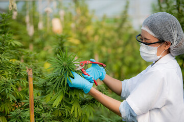 Biotech chemist working in a greenhouse lab results in experimental results on the extraction of...
