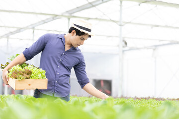 farmer picking organic vegetables and holding basket in hydroponic farm