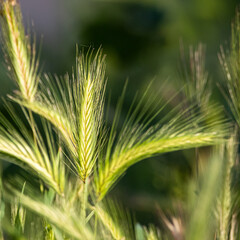 Fototapeta premium spike of wild grass in the morning light