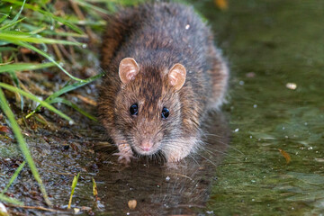 brown rat caught drinking in a pond