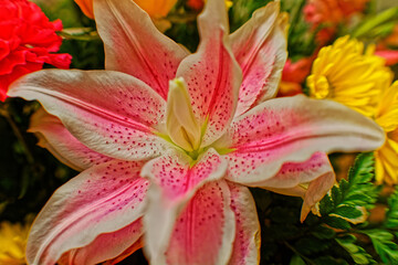 Closeup shot of a blooming pink stargazer lily flower