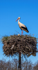 Animal bird called the white stork nesting in the village of Niedzwiadna in Masovia, Poland.