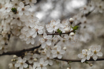 Cherry plum tree in blossom in the spring garden. White blooming tree. Flower background.