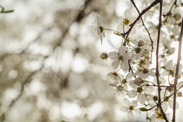 Branch with white cherry plum flowers on a blurred background. Garden in bloom. Spring time.