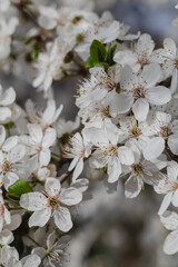 Cherry plum blossom. White cherrry flowers on a blurred background.