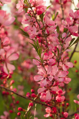 Prunus Tenalla or pink dwarf almond flowers. Pink blossom tree on a blurred background. Gardening and lanscape design concept.