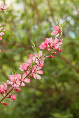 Obraz na płótnie Canvas Prunus Tenalla or pink dwarf almond flowers. Pink blossom tree on a blurred background. Gardening and lanscape design concept.