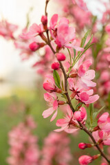 Prunus Tenalla or pink dwarf almond flowers. Pink blossom tree on a blurred background. Gardening and lanscape design concept.