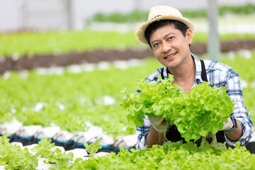 Naklejka na ściany i meble senior farmer smiling and holding organic vegetables in hydroponic farm