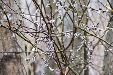 Young twigs of flowering willow in the spring in the forest. Selective focus.