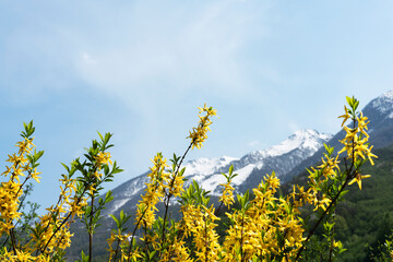 spring or summer landscape flowering plant with yellow forsythia flowers against snow capped...